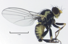 Liriomyza flavocentralis