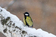 Parus major