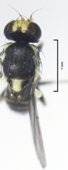 Liriomyza flavocentralis