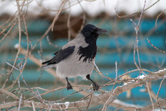 Corvus cornix
