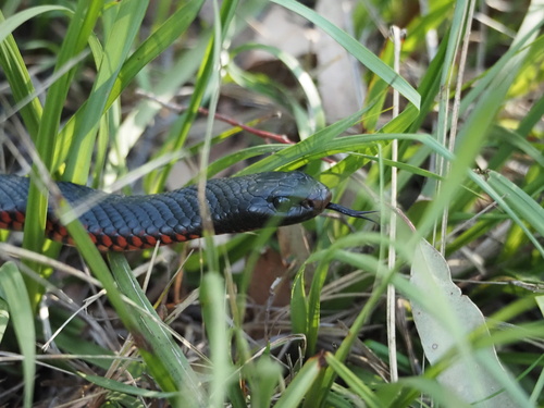 Red-bellied Black Snake sighting