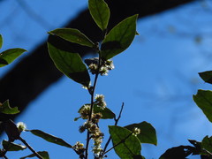 Actinodaphne mushaensis