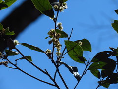 Actinodaphne mushaensis