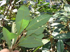 Actinodaphne mushaensis