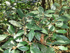 Actinodaphne mushaensis