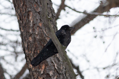 Corvus cornix × corone