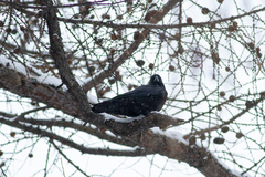 Corvus cornix × corone