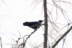 Corvus cornix × corone