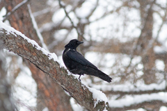 Corvus cornix × corone