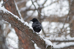 Corvus cornix × corone