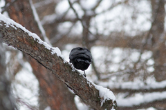 Corvus cornix × corone