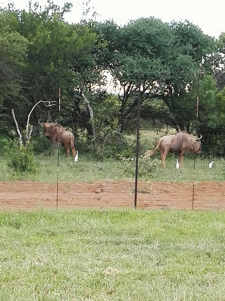 Blue Wildebeest From Bojanala On January 02 2020 At 03 40 PM By Leandrevgreunen INaturalist