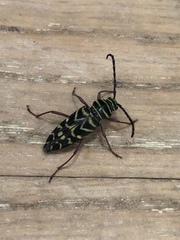 Megacyllene robiniae