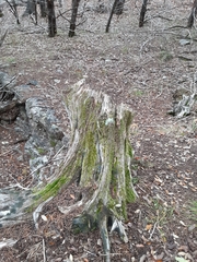 Brachythecium acuminatum