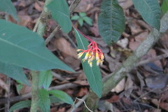 Palicourea marcgravii