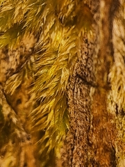 Brachythecium acuminatum