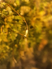 Brachythecium acuminatum