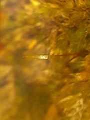 Brachythecium acuminatum