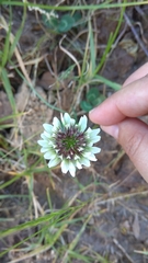 Trifolium repens
