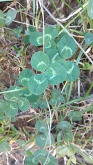 Trifolium repens