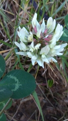 Trifolium repens