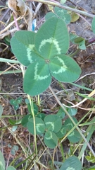 Trifolium repens