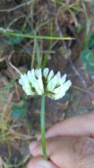 Trifolium repens