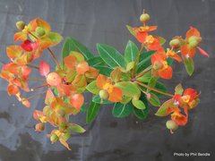 Euphorbia griffithii