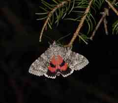 Catocala semirelicta