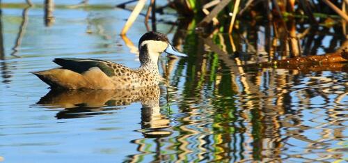 (c) MSTour, some rights reserved (CC BY-NC), uploaded by MSTour iNaturalist image