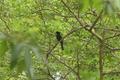 Melaniparus niger ravidus