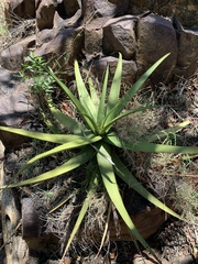 Aloe spicata