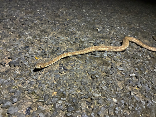 Coastal Carpet Python sighting