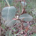 Sabicea brasiliensis - Photo (c) Gabriel Völker Lacerda, algunos derechos reservados (CC BY-NC), subido por Gabriel Völker Lacerda