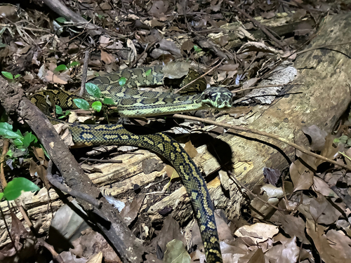 Coastal Carpet Python sighting