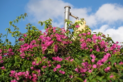 Bougainvillea