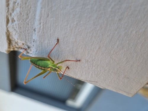 Speckled Bush-cricket photo 3
