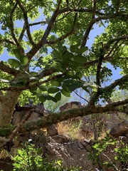 Commiphora marlothii