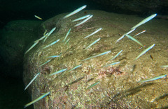 Ptereleotris monoptera