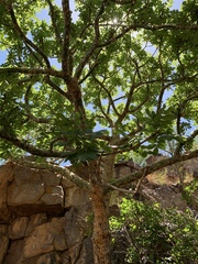 Commiphora marlothii