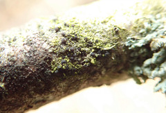 Scoliciosporum chlorococcum