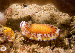 Goniobranchus collingwoodi