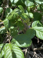 Vitex patula