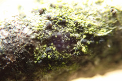 Scoliciosporum chlorococcum