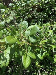 Vitex patula