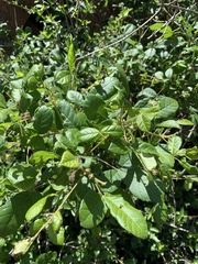 Vitex patula