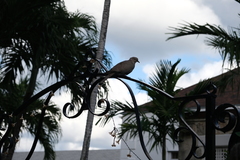 Streptopelia decaocto