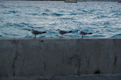 Leucophaeus atricilla