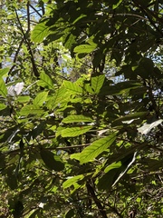 Lithocarpus kawakamii