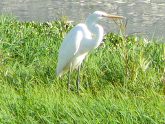 Ardea alba